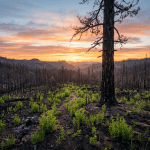 New green plants growing in a burnt forest with a charred tree trunk in foreground and sunset in background